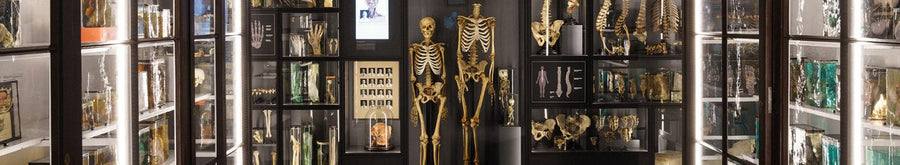 RSU Anatomy Museum i Riga